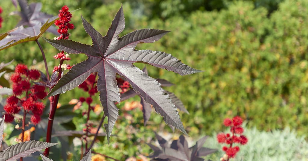 castor oil for face at night