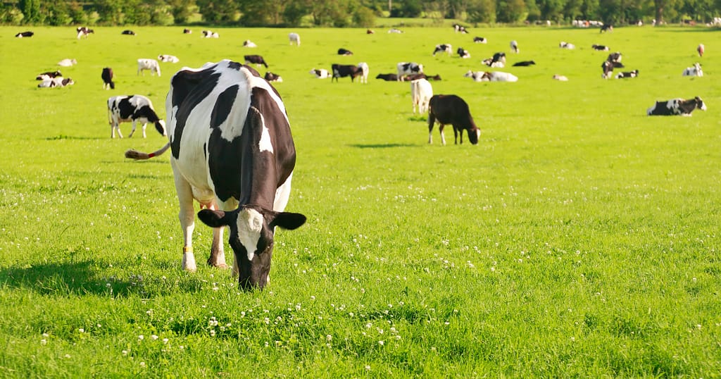 How does beef tallow hydrate skin?, Best beef tallow balm for face and body, Is beef tallow good for acne-prone skin?, Organic grass-fed tallow cream benefits, Beef tallow skincare for sensitive skin types, Affordable beef tallow moisturizers online, Beef tallow for natural anti-aging skincare, Homemade beef tallow balm recipes