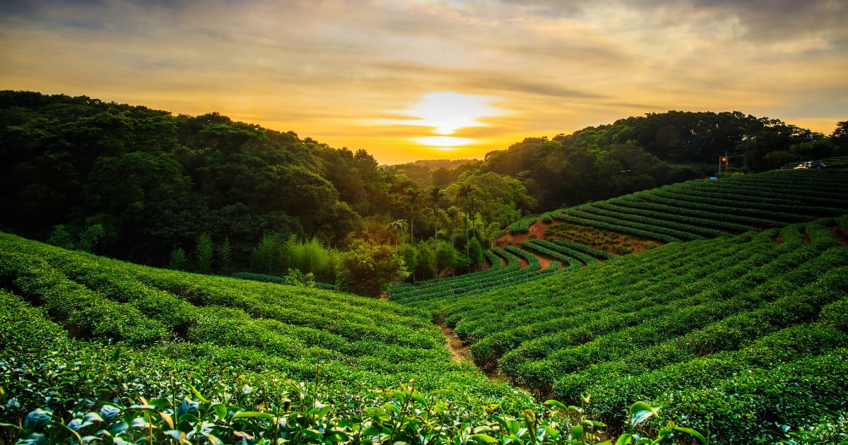 How to brew green tea for weight loss